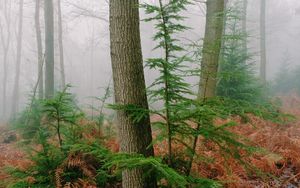 Preview wallpaper trees, fern, dry, forest, fog