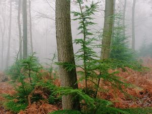 Preview wallpaper trees, fern, dry, forest, fog