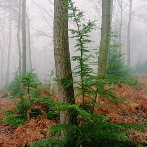 Preview wallpaper trees, fern, dry, forest, fog