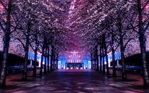 Preview wallpaper trees, ferris wheel, night, backlight