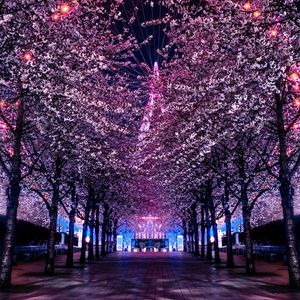 Preview wallpaper trees, ferris wheel, night, backlight