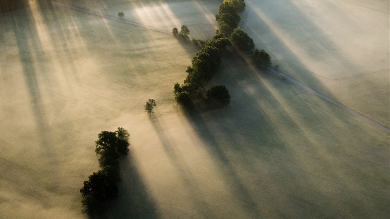 Wallpaper trees, field, aerial view, road