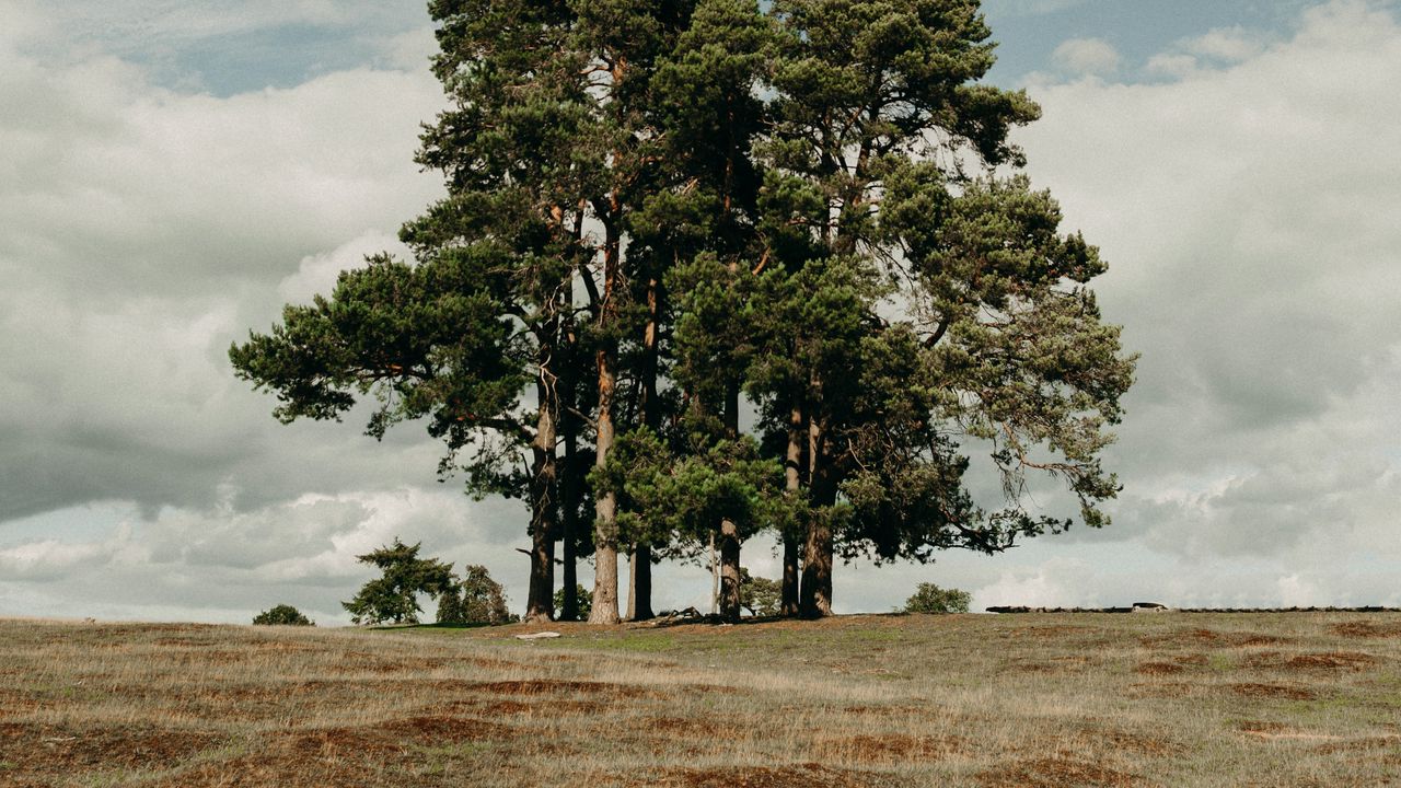 Wallpaper trees, field, clouds, nature