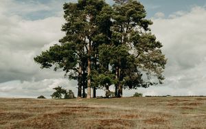 Preview wallpaper trees, field, clouds, nature