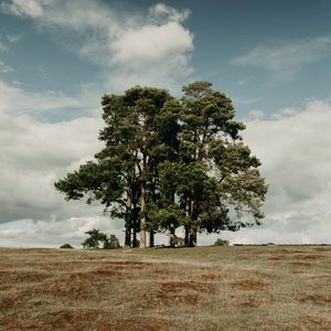 Preview wallpaper trees, field, clouds, nature