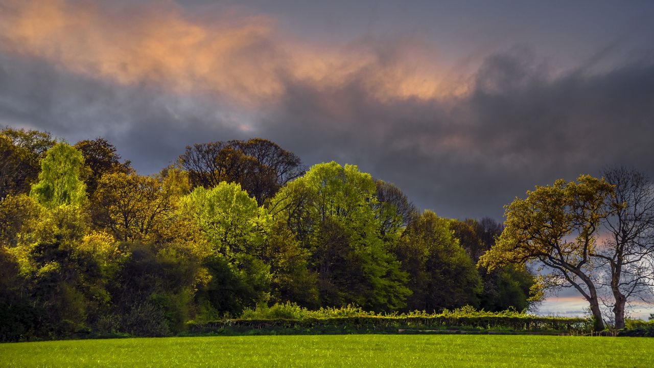 Wallpaper trees, field, clouds, landscape