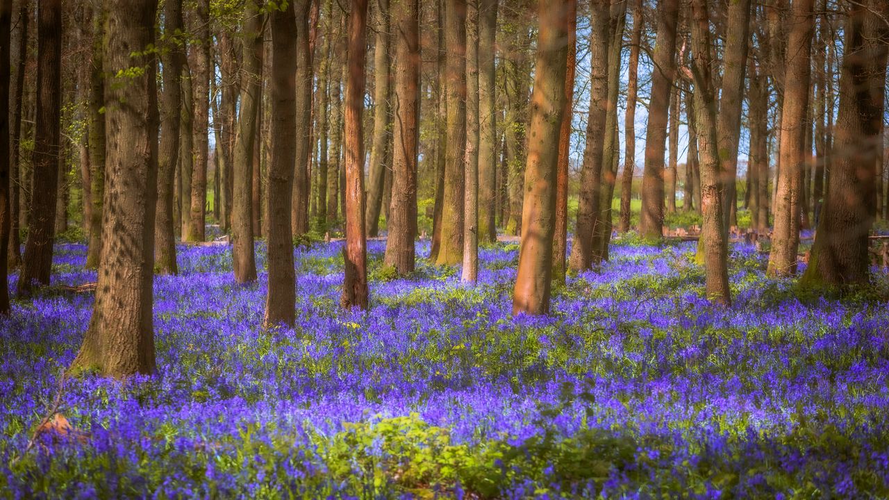 Wallpaper trees, field, flowers, forest, nature