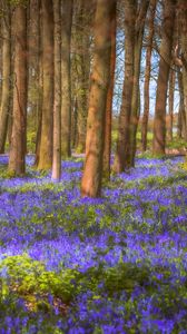 Preview wallpaper trees, field, flowers, forest, nature