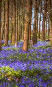 Preview wallpaper trees, field, flowers, forest, nature