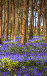 Preview wallpaper trees, field, flowers, forest, nature