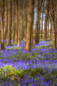 Preview wallpaper trees, field, flowers, forest, nature