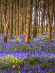 Preview wallpaper trees, field, flowers, forest, nature