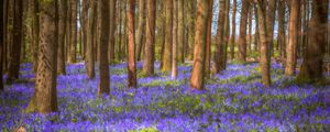 Preview wallpaper trees, field, flowers, forest, nature