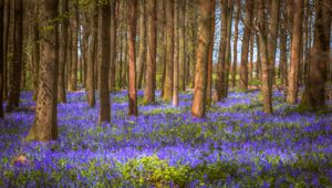 Preview wallpaper trees, field, flowers, forest, nature
