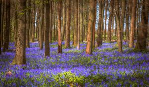 Preview wallpaper trees, field, flowers, forest, nature