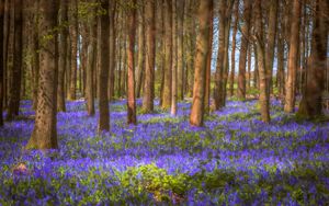 Preview wallpaper trees, field, flowers, forest, nature