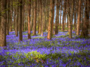 Preview wallpaper trees, field, flowers, forest, nature