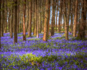 Preview wallpaper trees, field, flowers, forest, nature