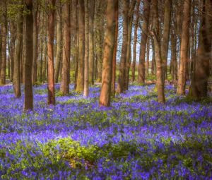 Preview wallpaper trees, field, flowers, forest, nature