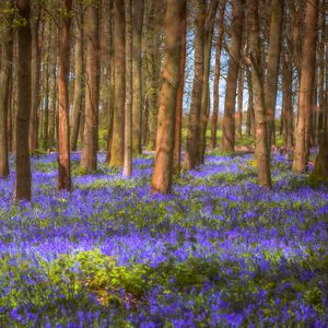 Preview wallpaper trees, field, flowers, forest, nature