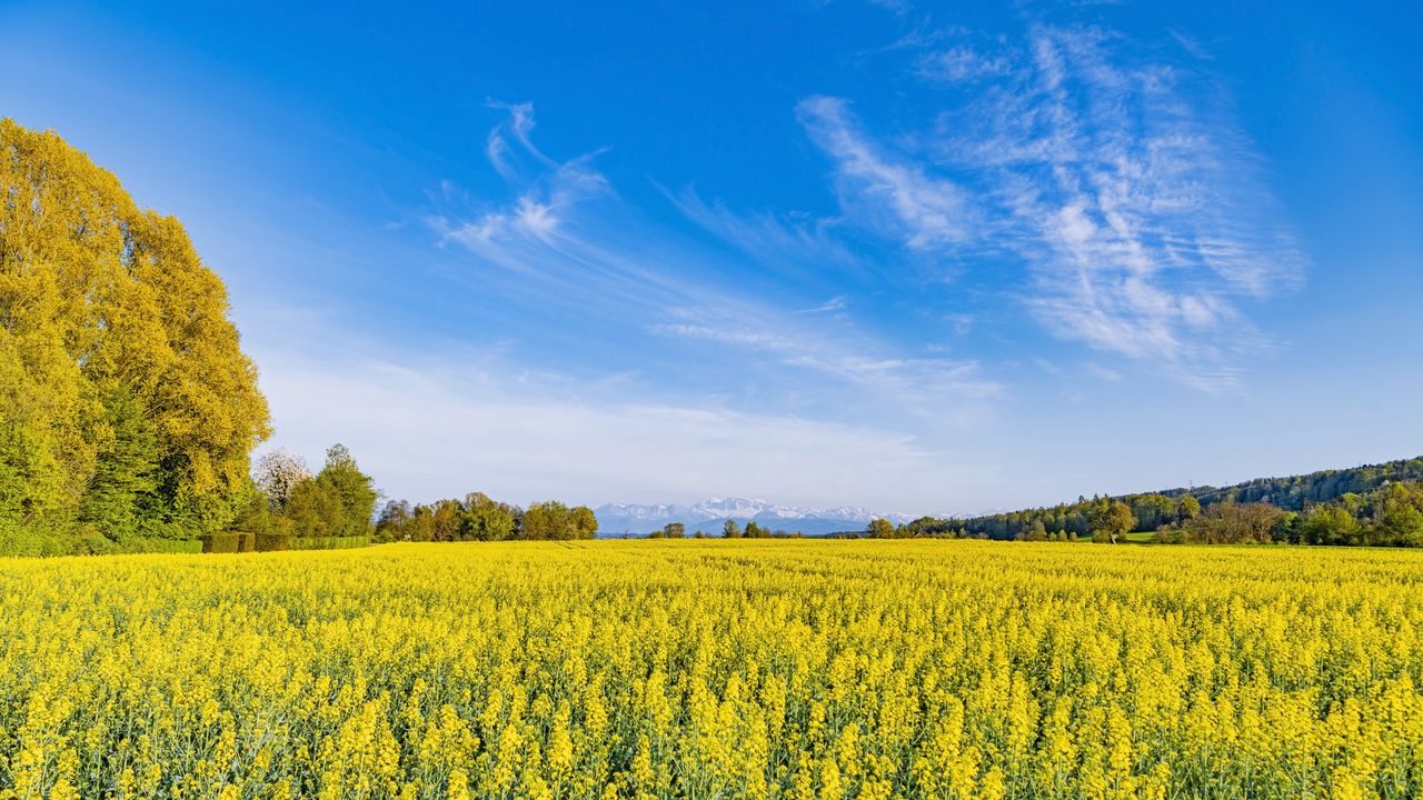 Wallpaper trees, field, flowers, wildflowers