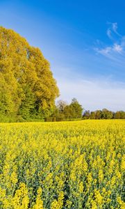 Preview wallpaper trees, field, flowers, wildflowers