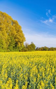 Preview wallpaper trees, field, flowers, wildflowers