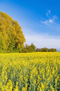 Preview wallpaper trees, field, flowers, wildflowers