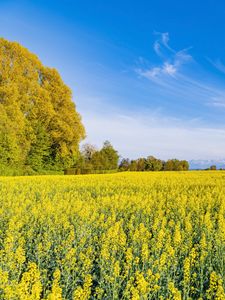 Preview wallpaper trees, field, flowers, wildflowers