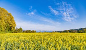 Preview wallpaper trees, field, flowers, wildflowers