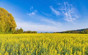 Preview wallpaper trees, field, flowers, wildflowers