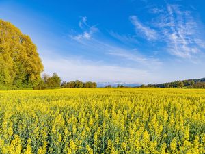 Preview wallpaper trees, field, flowers, wildflowers