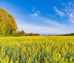 Preview wallpaper trees, field, flowers, wildflowers