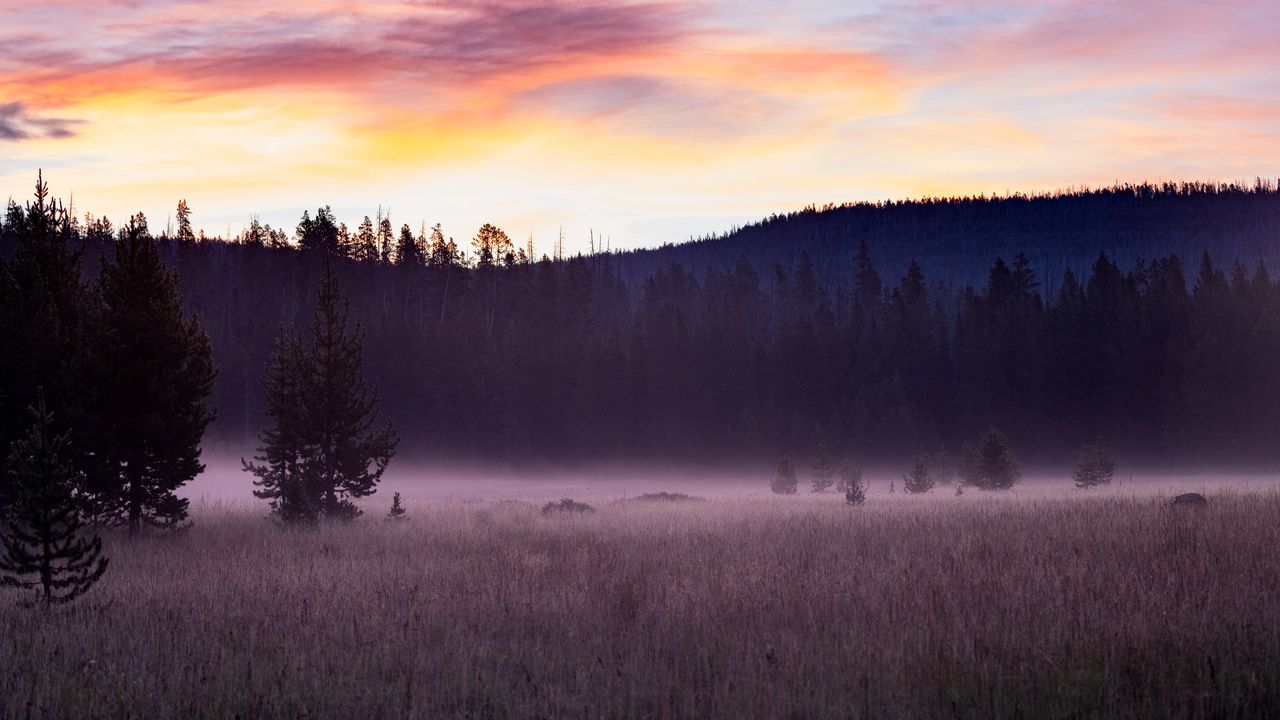 Wallpaper trees, field, fog, dawn, nature