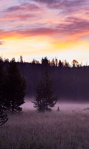 Preview wallpaper trees, field, fog, dawn, nature