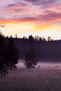 Preview wallpaper trees, field, fog, dawn, nature