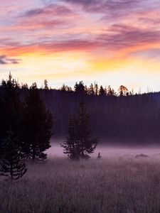 Preview wallpaper trees, field, fog, dawn, nature