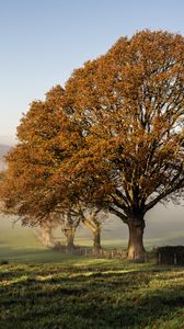 Preview wallpaper trees, field, fog, fence, landscape