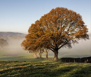 Preview wallpaper trees, field, fog, fence, landscape