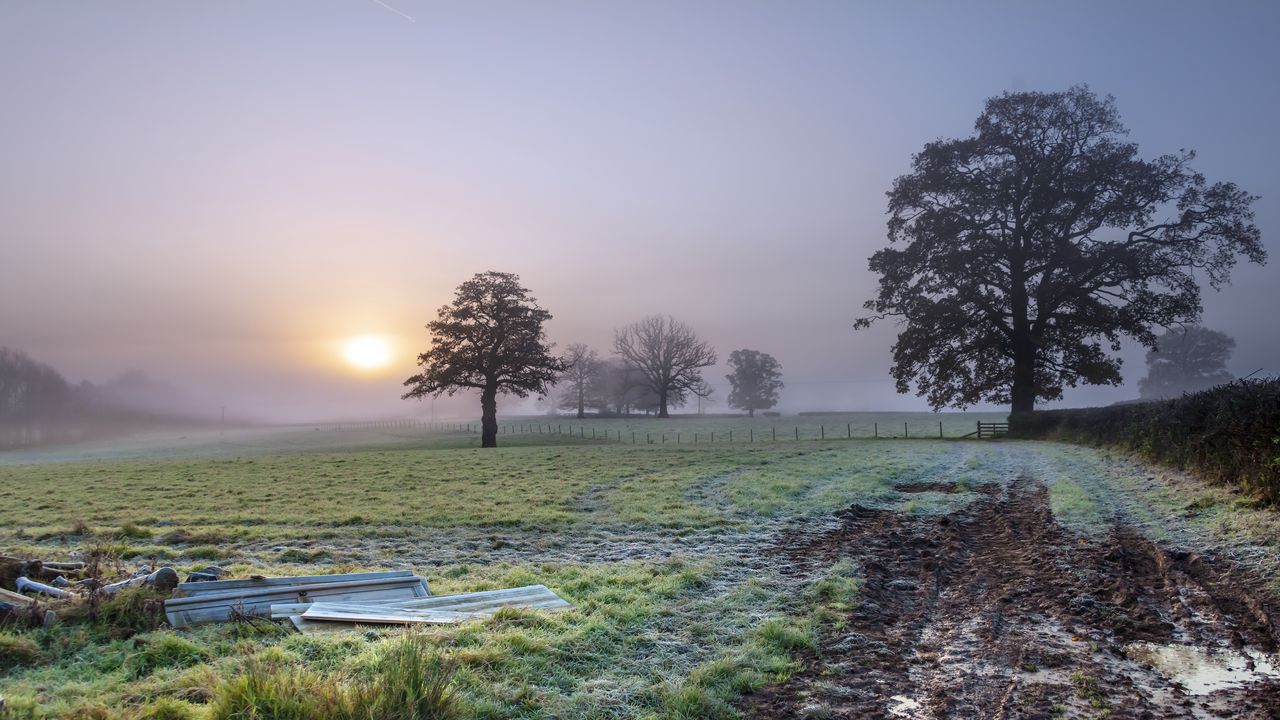 Wallpaper trees, field, fog, sun, nature