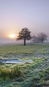 Preview wallpaper trees, field, fog, sun, nature