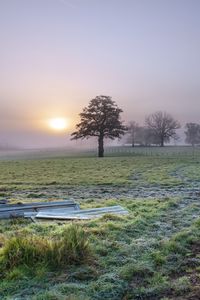 Preview wallpaper trees, field, fog, sun, nature