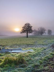Preview wallpaper trees, field, fog, sun, nature