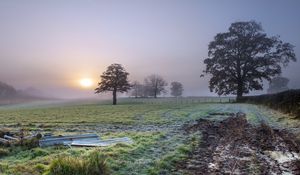 Preview wallpaper trees, field, fog, sun, nature