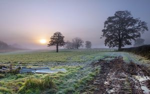 Preview wallpaper trees, field, fog, sun, nature