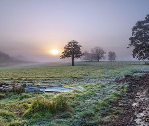 Preview wallpaper trees, field, fog, sun, nature