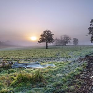 Preview wallpaper trees, field, fog, sun, nature