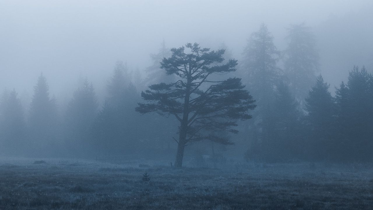 Wallpaper trees, field, fog, nature