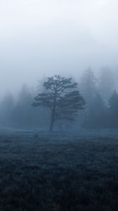 Preview wallpaper trees, field, fog, nature