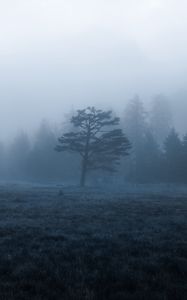 Preview wallpaper trees, field, fog, nature